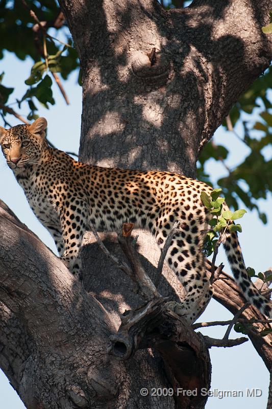 20090613_115705 D300 X1.jpg - Leopards, compared to Cheetah, have a larger head and body, and shorter feet.  They especially have very strong jaws